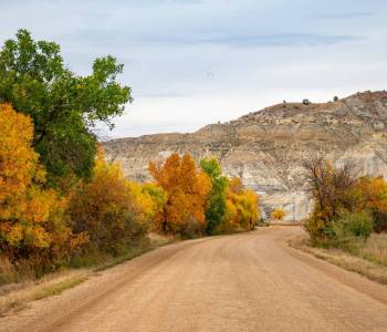 Leaves changing on cottonwood trees on a gravel road near Amidon