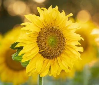 Sunflower facing the North Dakota sunshine